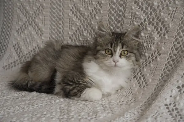 Şirin küçük kedi yavrusu kanepede dinleniyor.