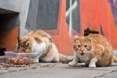 Sokak kedileriyle ilgilenmek