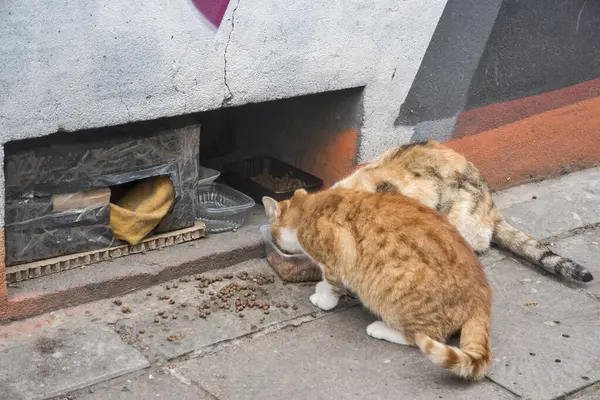 Pflege Streunender Stadtkatzen Stockfoto