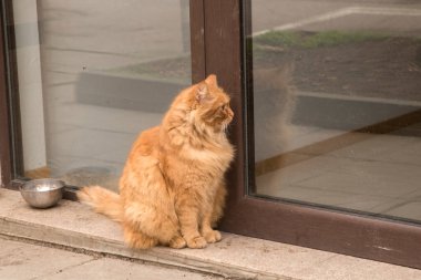 Tatlı sokak zencefili, turuncu kedi. Yaklaş.