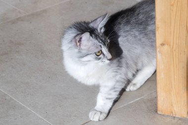 Meraklı genç, gri dişi kedi, kapalı mekanda yakın plan.