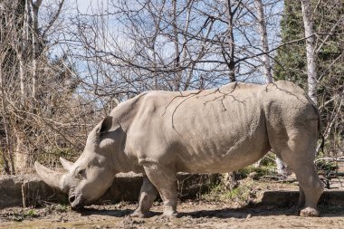 Female rhinoceros in zoo closeup in sunny day clipart