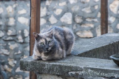 Sevimli dişi kaplumbağa kabuklu kedi, yakından yatıyor.