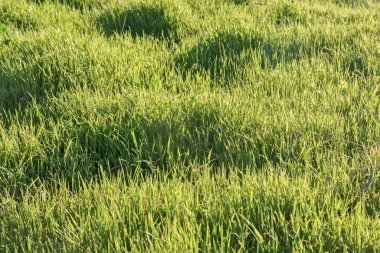 Gün batımında yeşil çim dağ çayırı doğal arka plan olarak yakın plan