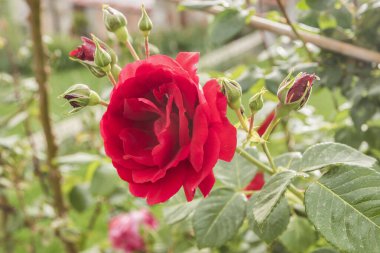 Bahçedeki güzel kırmızı gül çiçeği. Doğal çiçek geçmişi var. Kapat.