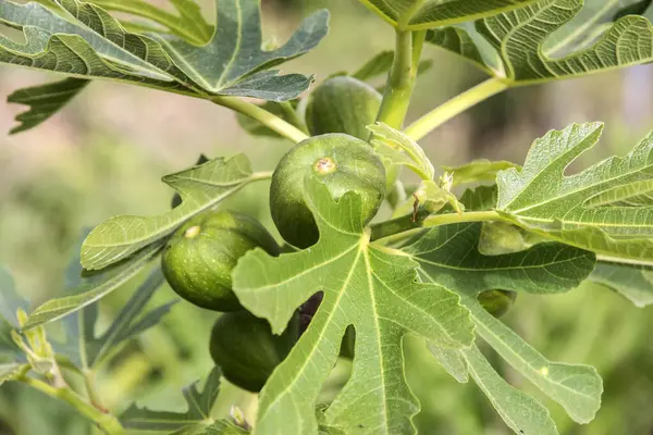 Bahçedeki ağaçta yetişen olgunlaşmamış incirler.