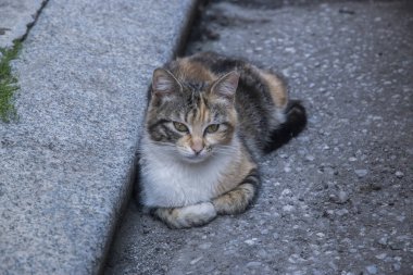 Adorable tortoiseshell stray street cat on street sidewalk closeup clipart