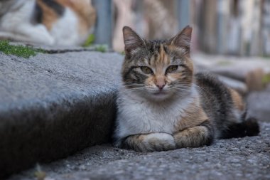 Sevimli kaplumbağa kabuğu sokak kedisi kaldırıma yakın dur.