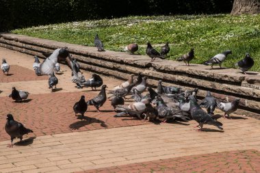 Şehir parkında beslenen gri yabani güvercin sürüsü.