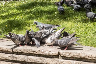 Şehir parkında beslenen gri yabani güvercin sürüsü.
