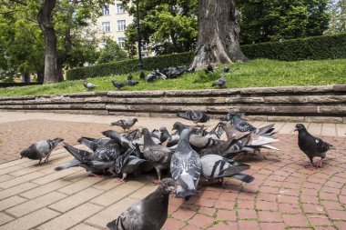 Şehir parkında beslenen gri yabani güvercin sürüsü.