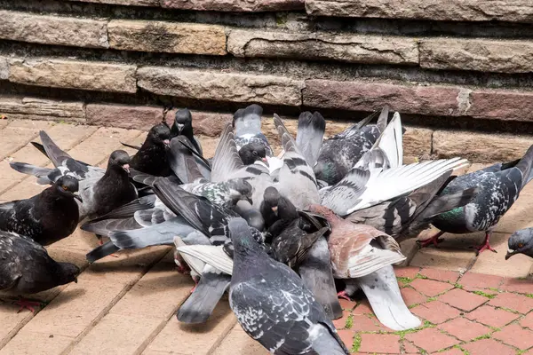 stock image Flock of urban grey feral pigeons feeding in city park closeup
