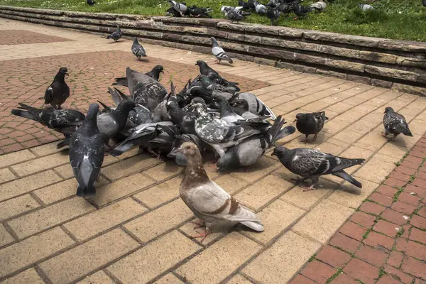 stock image Flock of urban grey feral pigeons feeding in city park closeup