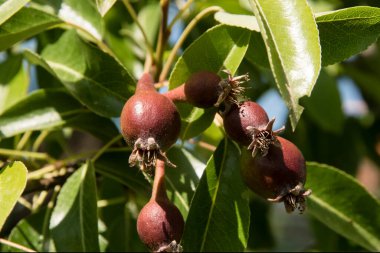 Bahçedeki armut dallarında olgunlaşmış genç armutlar.