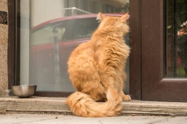 Şirin sokak zencefili kedi ofis kapısında yemek bekliyor.