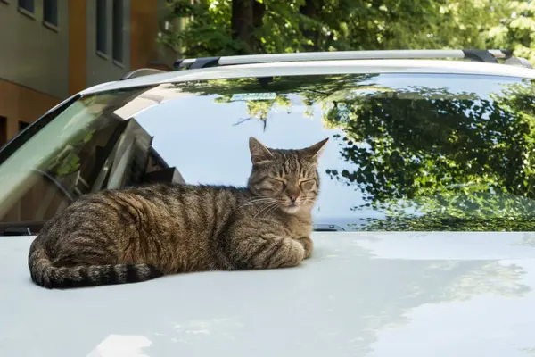Sevimli tekir kedi arabanın kaputunda yatıyor.