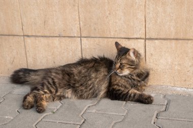 Sıcak bir yaz gününde sokak kedisi kaldırımda yatıyor.
