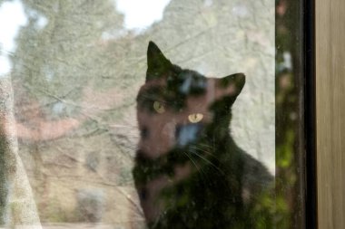 Camların arkasındaki kedi silueti sokaktan yansıyor.