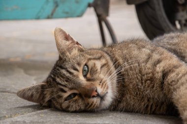 Sıcak bir yaz gününde sokak kedisi kaldırımda yatıyor.