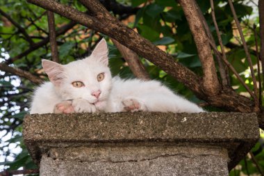Taş sokak çitlerinde yatan beyaz kedi.