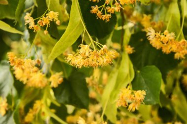 Çiçek arkaplanı olarak ıhlamur ağacının dalında Linden çiçeği.