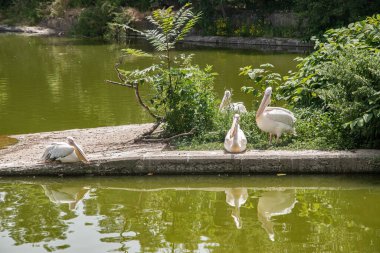 Güneşli yaz gününde şehir parkındaki gölette pelikanlar.