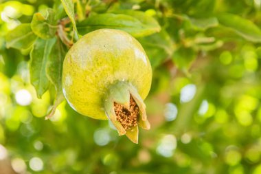 Olgunlaşmamış nar meyvesi (Punica granatum) ağaç dalına yakın plan