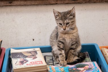 Adorable little tabby kitten standing on a crate of books on the stall of a street used book dealer clipart