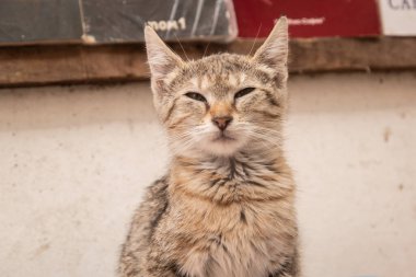 Adorable little tabby kitten standing on a crate of books on the stall of a street used book dealer clipart