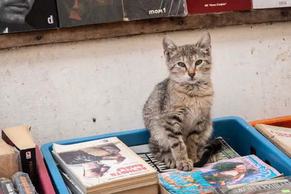 Stock image Adorable little tabby kitten standing on a crate of books on the stall of a street used book dealer