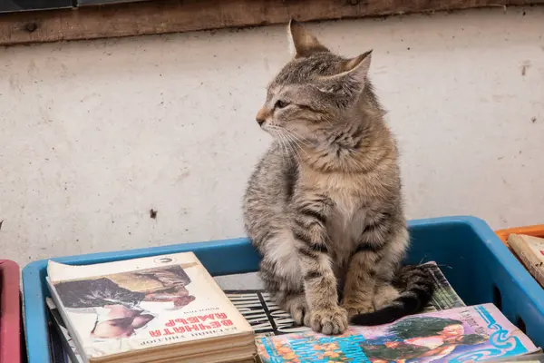 Kullanılmış bir kitap satıcısının tezgahındaki bir sandık dolusu kitabın üzerinde duran sevimli küçük tekir kedi yavrusu.