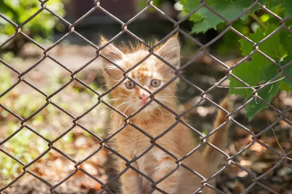 Kır evinin çitlerinden örülmüş sevimli bir kedi yavrusu.