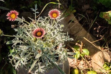 Gazania flower, African daisies, Asteraceae closeup in ceramic pot in country house garden clipart