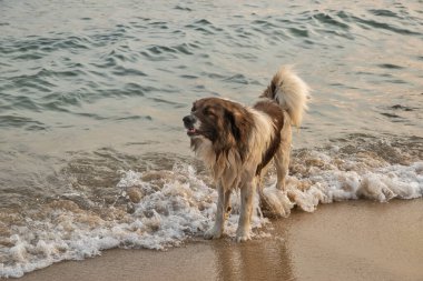 Deniz kıyısındaki sularda sevimli bir sokak köpeği. Yaklaş.