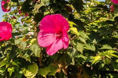 Hibiscus moscheutos, bataklık gülü, mor çiçek çiçeği çiçek arkaplanı gibi yakın plan