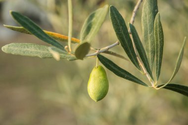 Yeşil zeytin meyveli zeytin dalı yakın plan