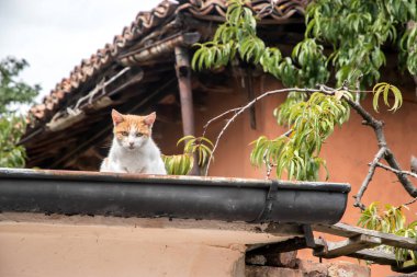 Kedi eski kır evinin çatısında oturur ve kameraya bakar.