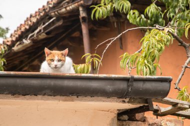 Kedi eski kır evinin çatısında oturur ve kameraya bakar.