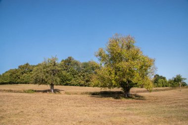 Güneşli bir günde ağaçlar ve çayırlarla dolu sonbahar manzarası