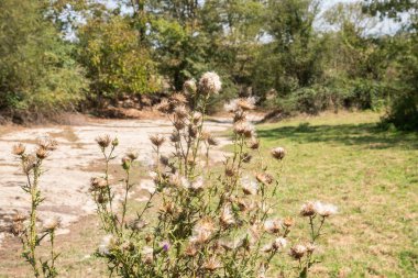 Blossomed thistle flower in the countryside closeup on sunny summer day. (Cirsium vulgare) clipart