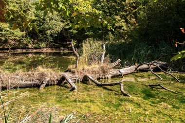 Old fallen dry tree on small lake waters in the forest closeup on sunny summer day clipart