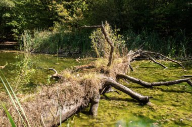 Old fallen dry tree on small lake waters in the forest closeup on sunny summer day clipart