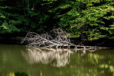 Ormandaki küçük göl sularında düşen yaşlı kuru ağaç güneşli bir yaz günü kapanır.