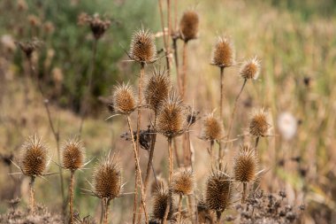 Dry thistles on autumn meadow in countryside closeup as natural background clipart