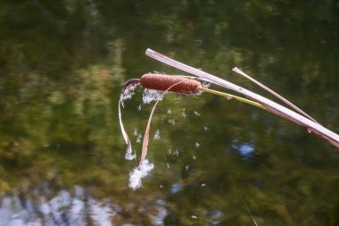 Gölün arka planında kuyruk tüylerine yakın çekim