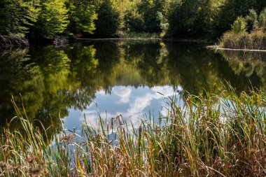 Ormandaki bulutlu mavi gökyüzünün yansıması. Göl suları, yeşil çimenler ve sonbahar yaprakları.