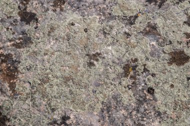 Renkli kertenkele ve yosunlarla kaplı kaya yüzeyi doğal arka plan olarak yakın plan