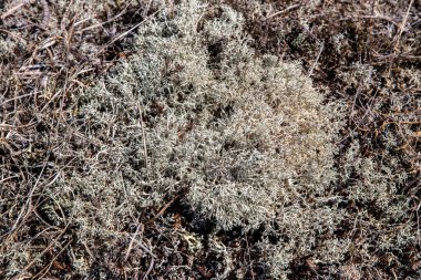 Iceland moss and lichens on rock surface in autumn time closeup as natural background clipart