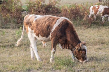 Kırsaldaki bir çayırda otlayan kahverengi ve beyaz buzağı.