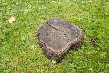 Parktaki çimlerin üzerinde ağaç kütüğü, fotoğrafa yakın çekim.